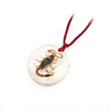 蝎子透明琥珀項(xiàng)鏈[昆蟲(chóng)混裝]